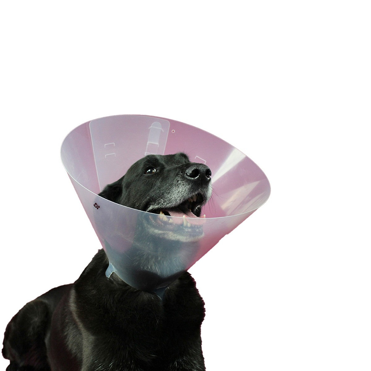 Comfort Recovery Collar
